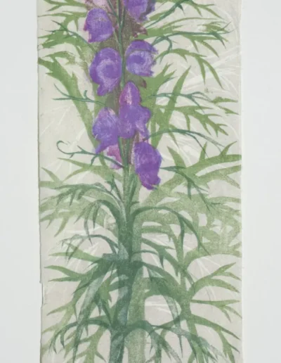 Aconite