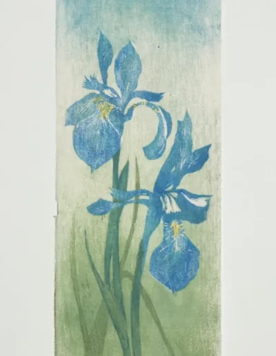 Iris versicolor