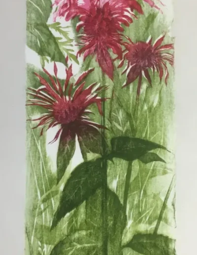 Monarda