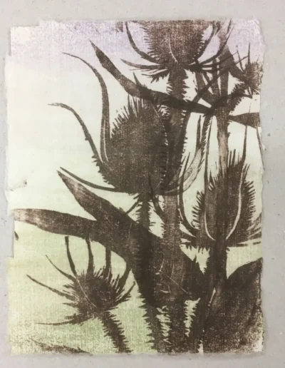 Teasel
